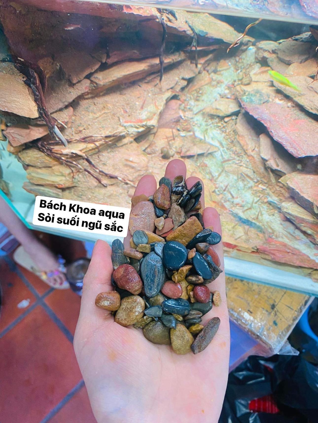 Sạn suối ngũ sắc thủy sinh